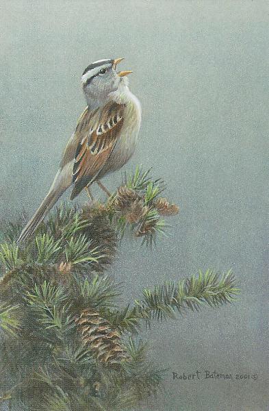 Robert Bateman White Crowned Sparrow in Douglas Fir