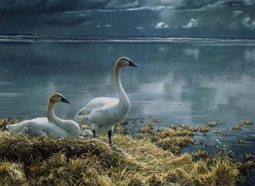 Robert Bateman Wide Horizon Tundra Swans