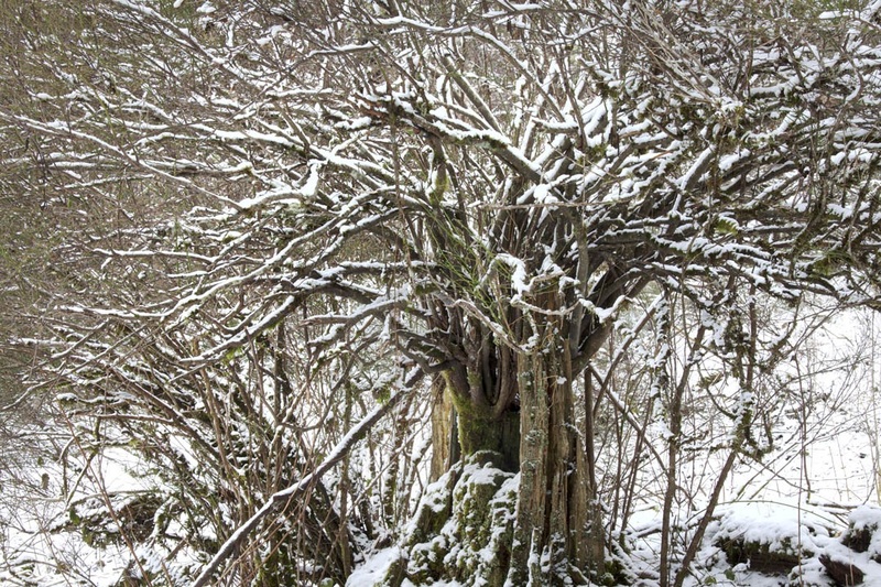 Birgit Freybe Bateman First Snow - Huckleberry on Tree Stump  (at Ford Lake, Salt Spring Island, BC)