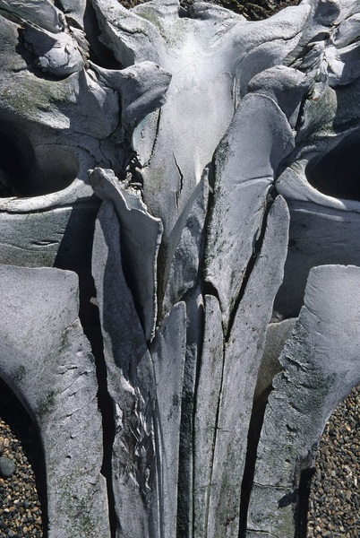 Birgit Freybe Bateman Bowhead Whale Skull