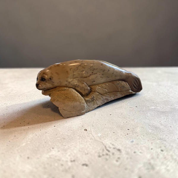 Craig Benson Harbour Seal on Rock