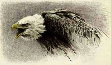 Robert Bateman Eagle