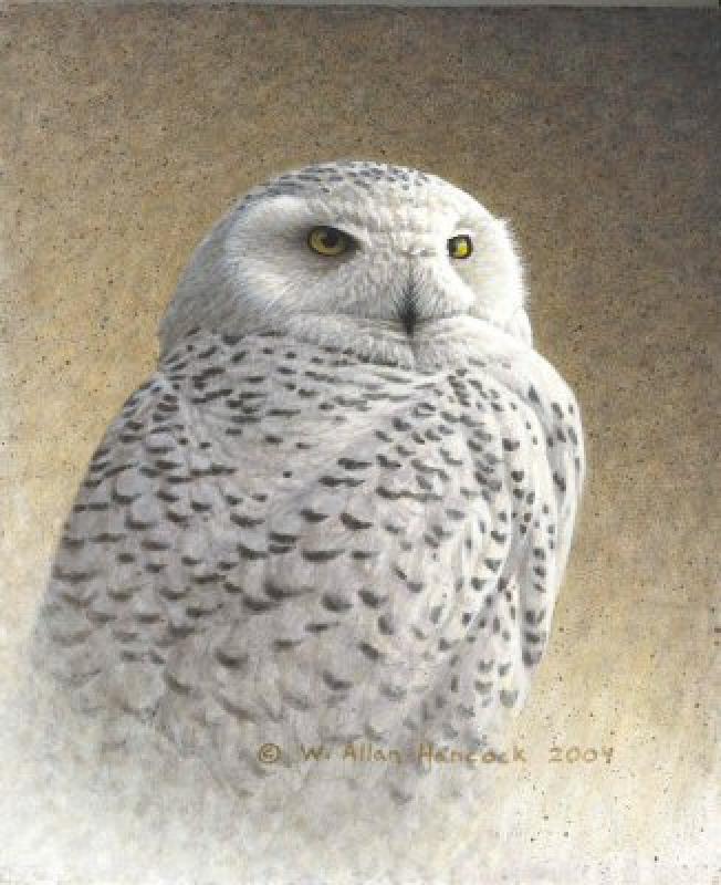 W. Allan Hancock Snowy Owl Study