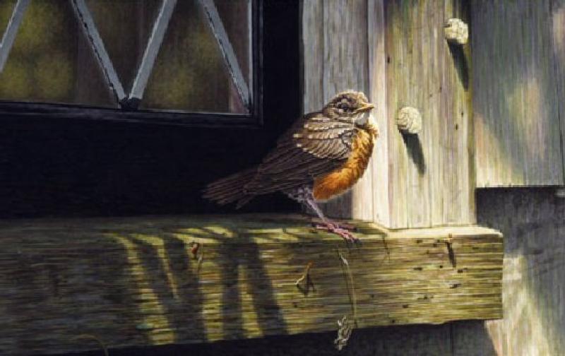 W. Allan Hancock Filberg Window - Young Robin