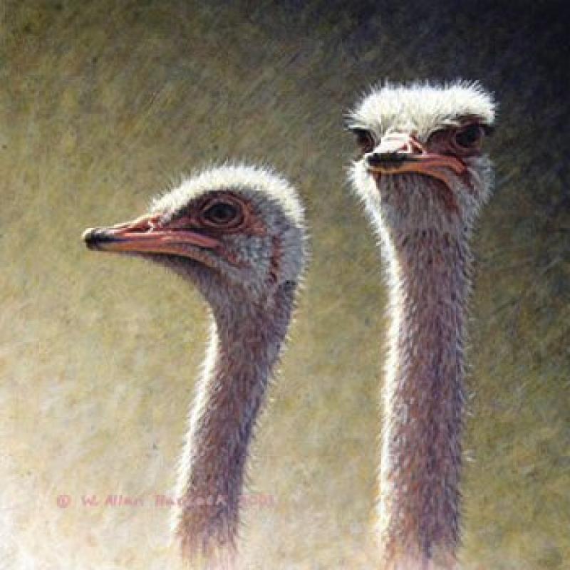 W. Allan Hancock The Odd Couple - Ostrich