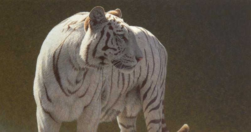 W. Allan Hancock White Bengal Tiger
