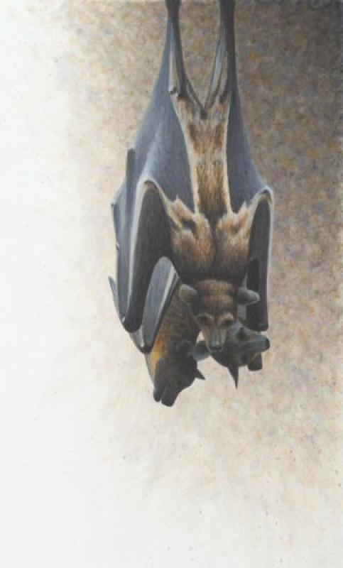 W. Allan Hancock Hangin' Out - Flying Fox Bats