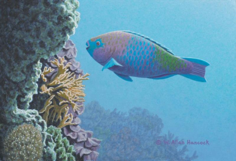 W. Allan Hancock Parrot Fish