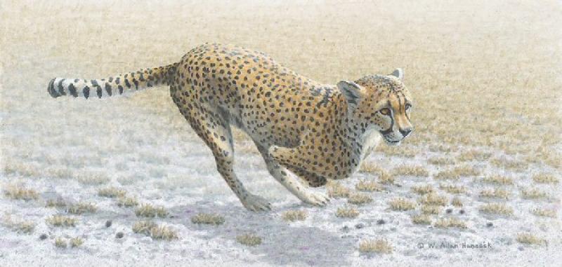 W. Allan Hancock Quick Reaction - Cheetah