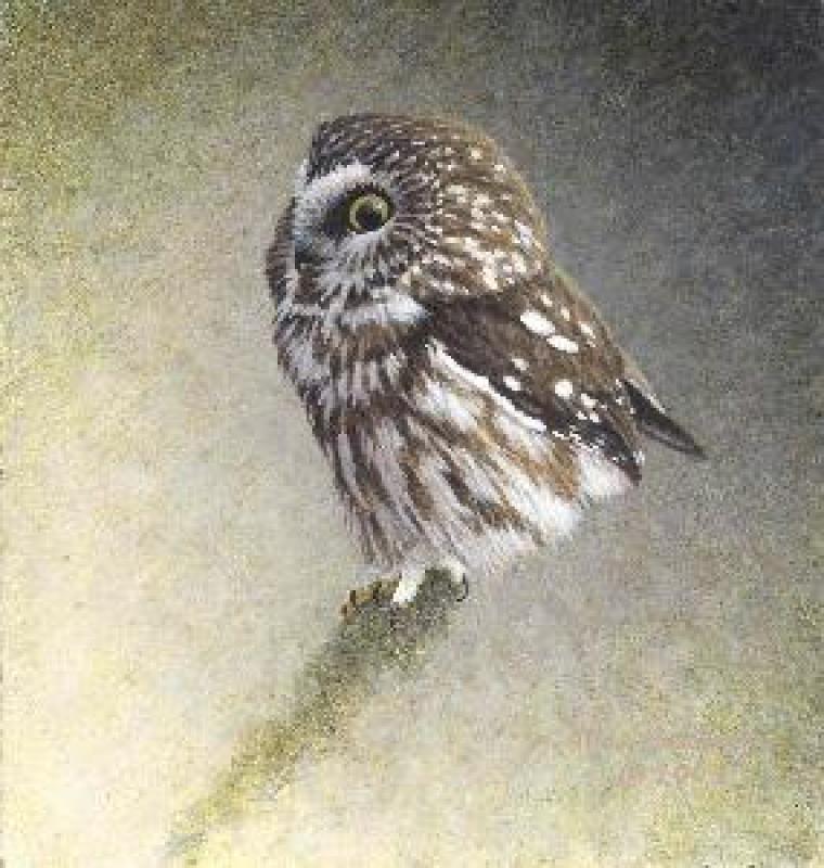 W. Allan Hancock Saw Whet Owl Study