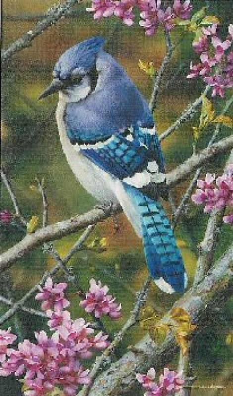   Flash of Sapphire - Blue Jay