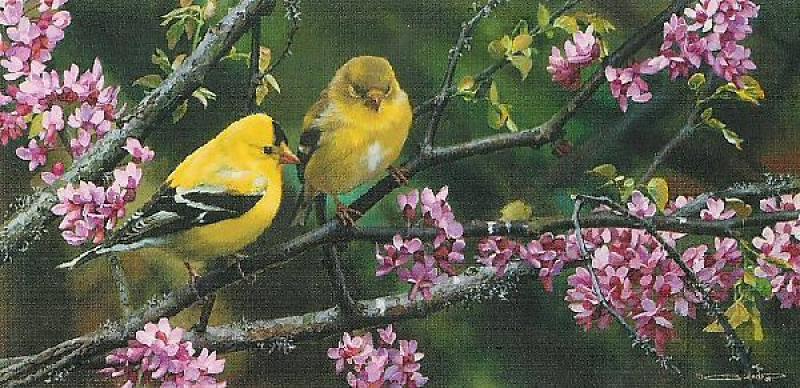   Gleam of Gold - Goldfinch