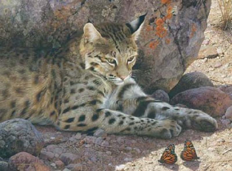   Off Limits - Bobcat
