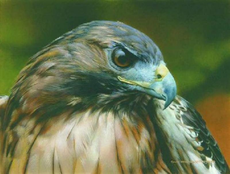   Red Alert - Red Tail Hawk