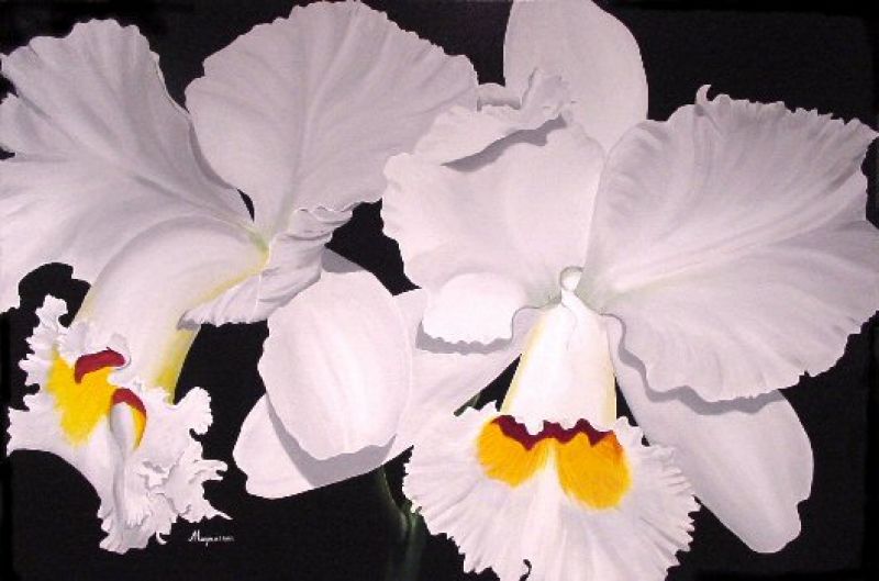 Dennis Magnusson White Cattleya Orchid