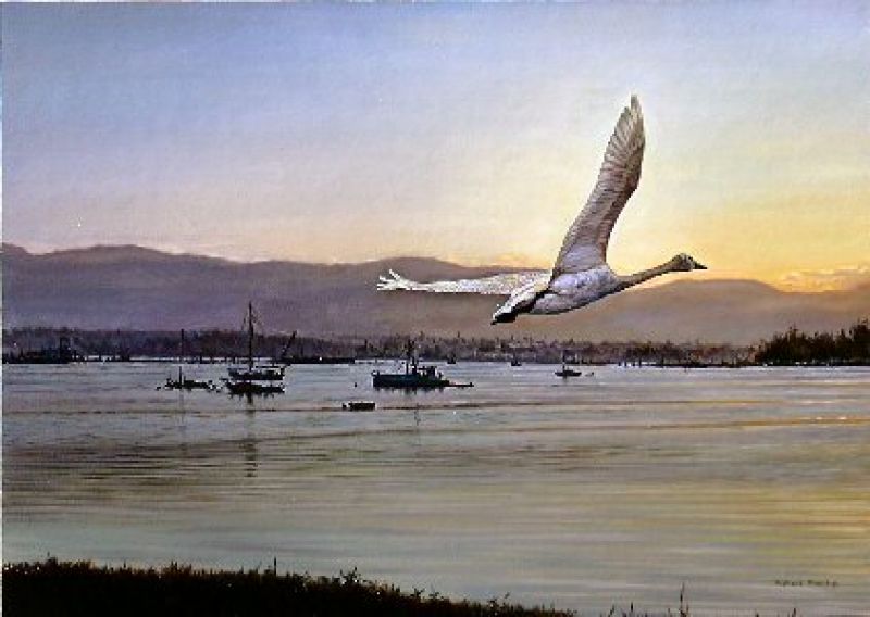   Take Off - Swan