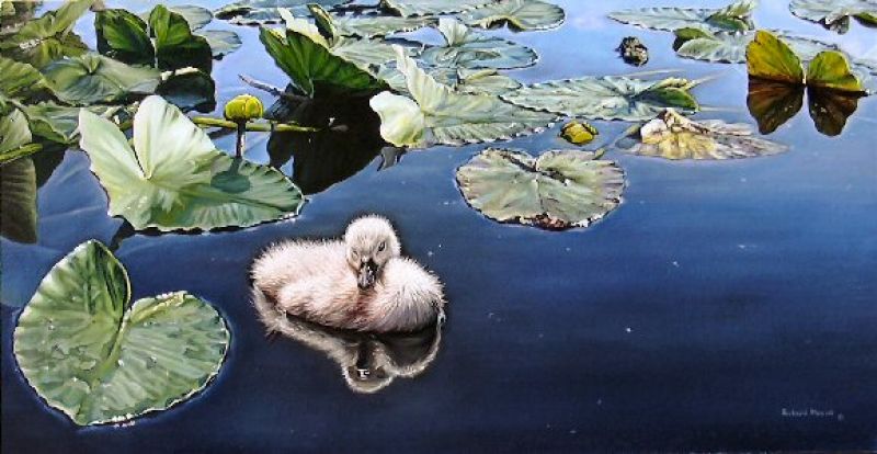   Cygnet & Waterlilies - Yellow