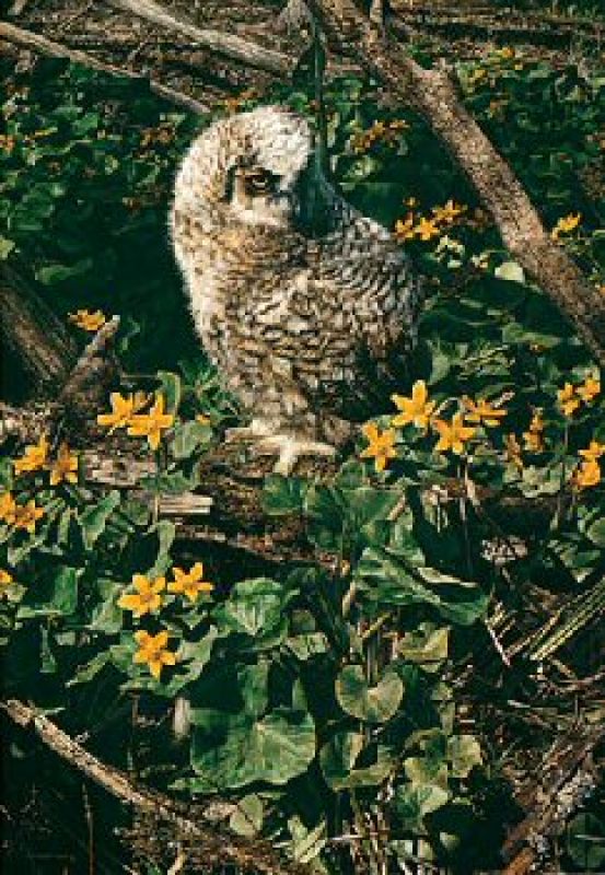   Baby Great Horned Owl