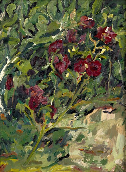 Josephine Fletcher Midsummer Roses