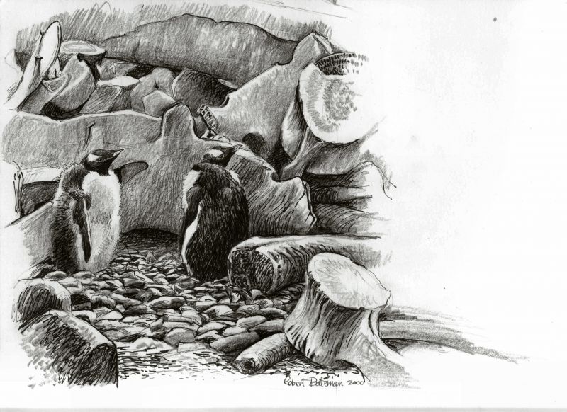 Robert Bateman Gentoo Penguin Chicks & Whalebones