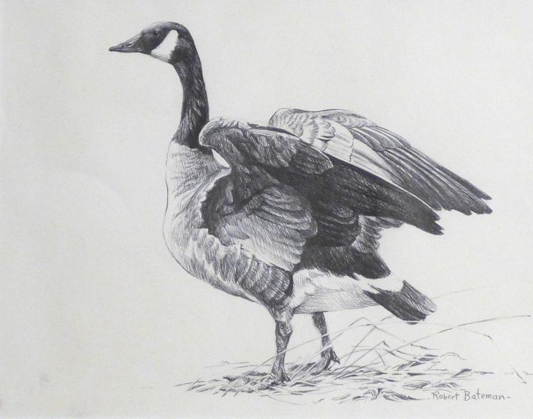 Robert Bateman Canada Goose