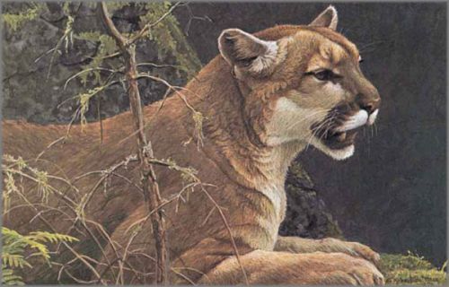 Robert Bateman Cougar Portrait