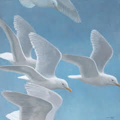 Robert Bateman Glaucous-winged Gull Flock