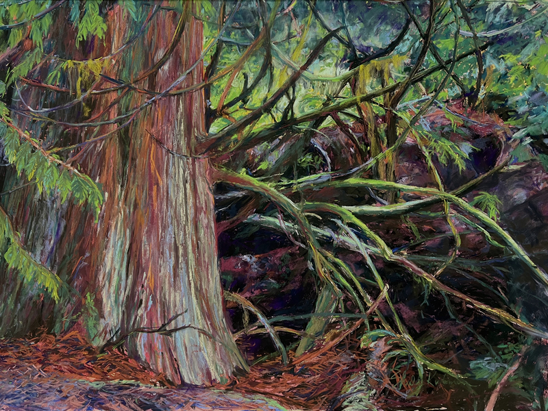 Sheila Mather Trees of Haida Gwaii - Western Red Cedar