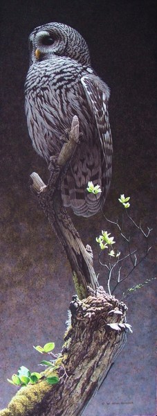 W. Allan Hancock Silent Sentinel - Barred Owl