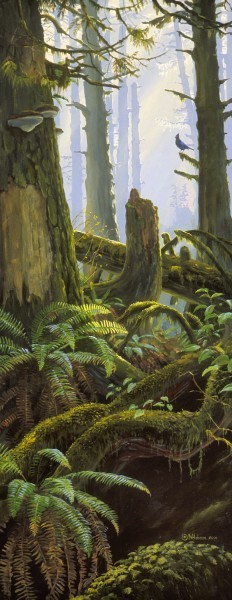 Mark Hobson Steller's Jay In The Rainforest