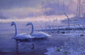 Mark Hobson Trumpeter Swans: Winter Solitude