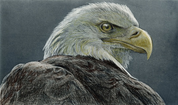 Robert Bateman Bald Eagle Head