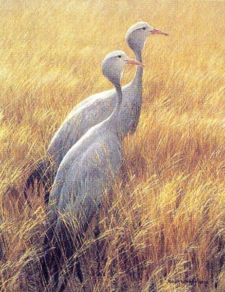 Robert z Bateman Sappi Blue Cranes