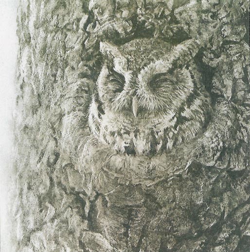 Screech Owl in Apple Tree by Robert Bateman