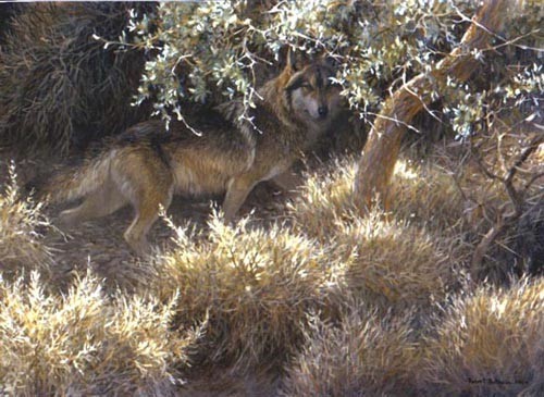 Robert z Bateman Sierra Evening Mexican Wolf