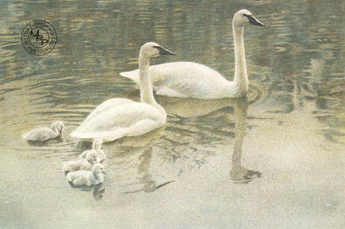 Robert z Bateman Trumpeter Swan Family