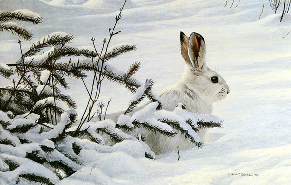 Robert z Bateman Winter â€“ Snowshoe Hare