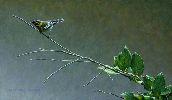 Beyond Reach - Townsend's Warbler by W. Allan Hancock