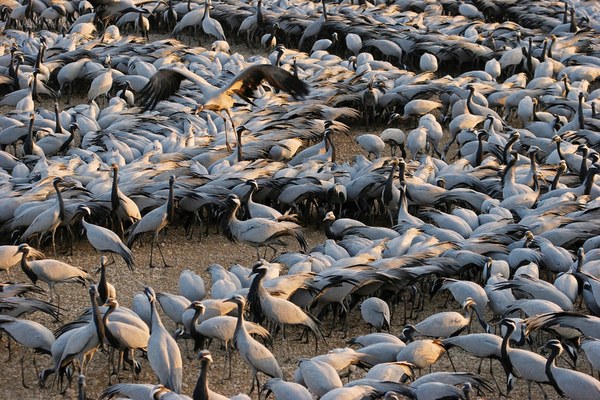 Curve of Cranes (Keechan, Rajasthan, India)   	 by Birgit Freybe Bateman