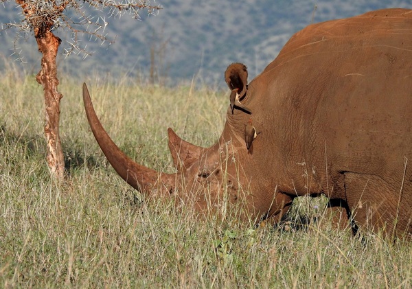 Can You Hear Me Now? (White Rhino and Oxpeckers – Kenya)
