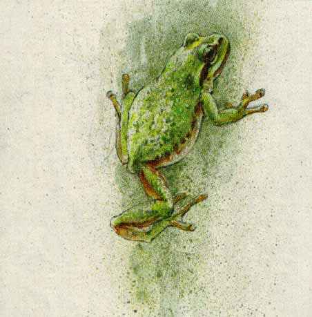 Frog by Robert Bateman