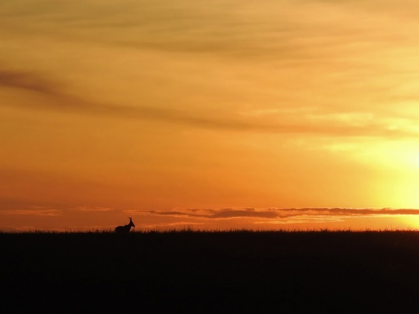 Hartebeest at Sunrise (Kenya)