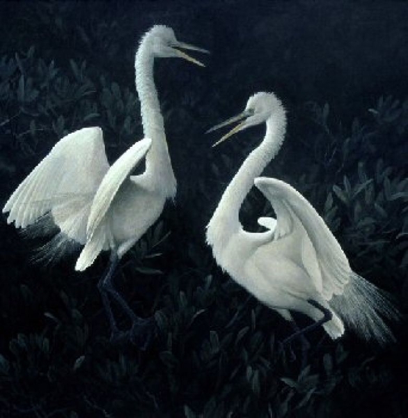 Great Egrets Fighting