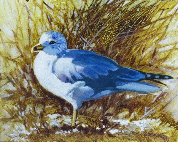 Janice z Robertson Ring Billed Gull