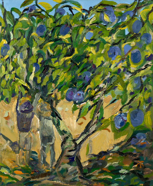 Josephine Fletcher Plum Aria
