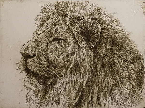 Lion  by Robert Bateman
