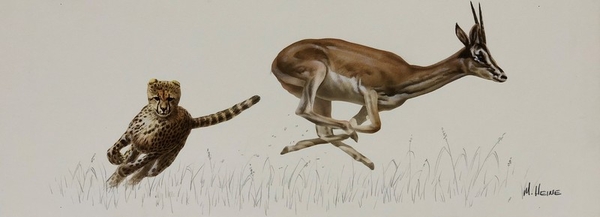 Mark z Heine Cheetah Chasing Antelope