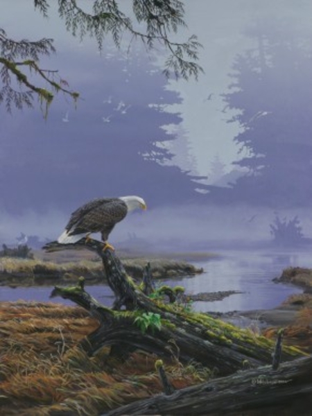 Mark z Hobson Bald Eagle: On Closer Inspection