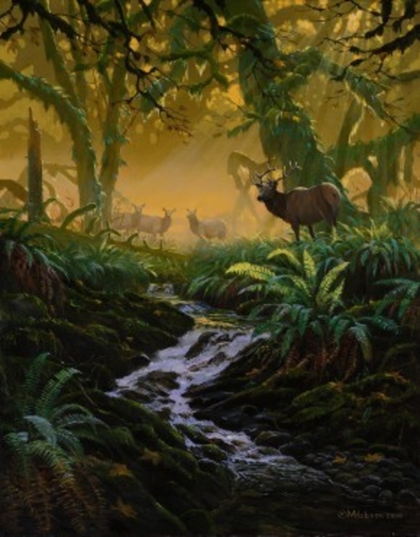 Mark z Hobson Roosevelt Elk: Phantoms of Shaw Creek