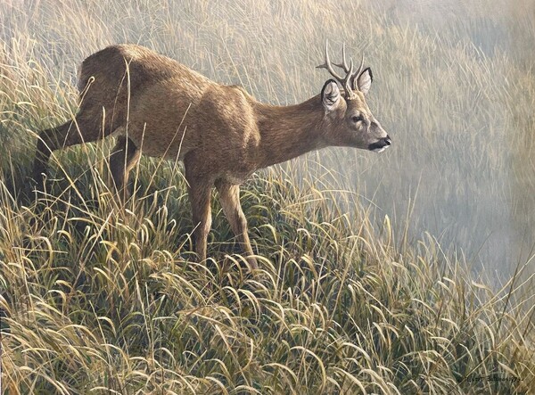 Robert Bateman Morning Dew - Roe Deer